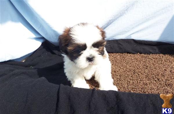 Shih Tzu