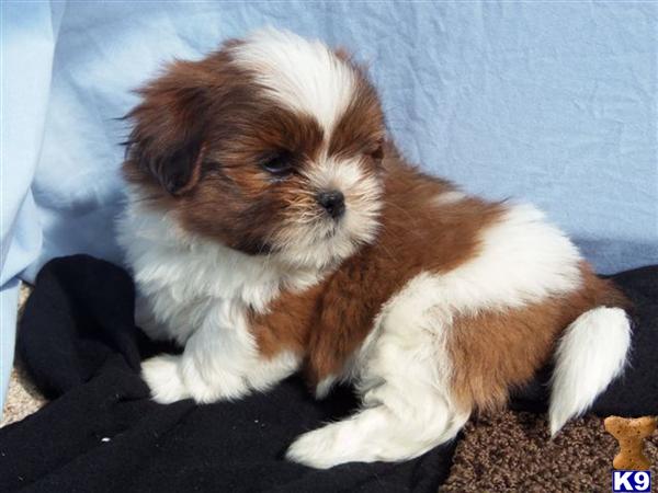 Shih Tzu