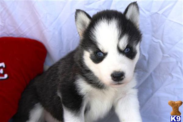 Siberian Husky