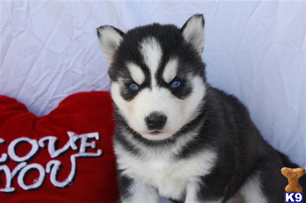 Siberian Husky