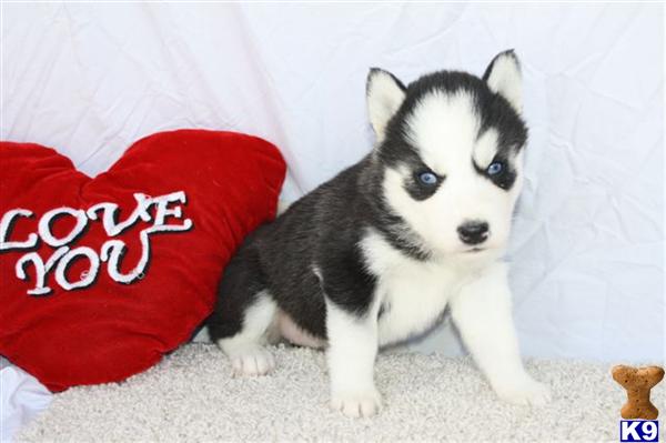 Siberian Husky