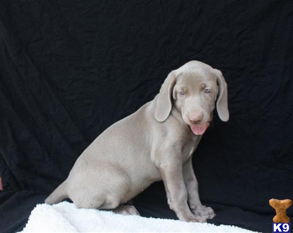 Weimaraner