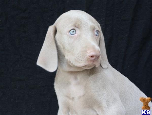 Weimaraner