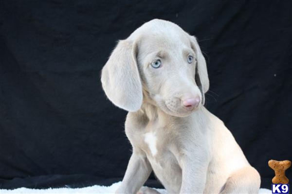 Weimaraner