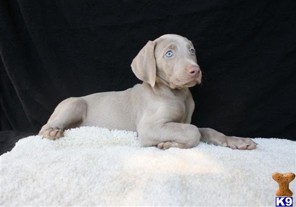 Weimaraner