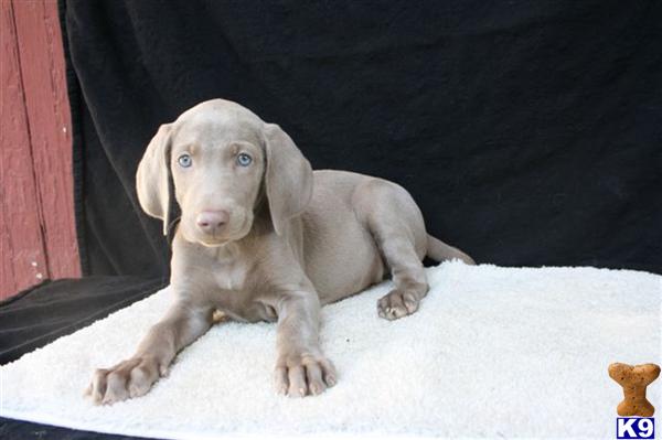 Weimaraner