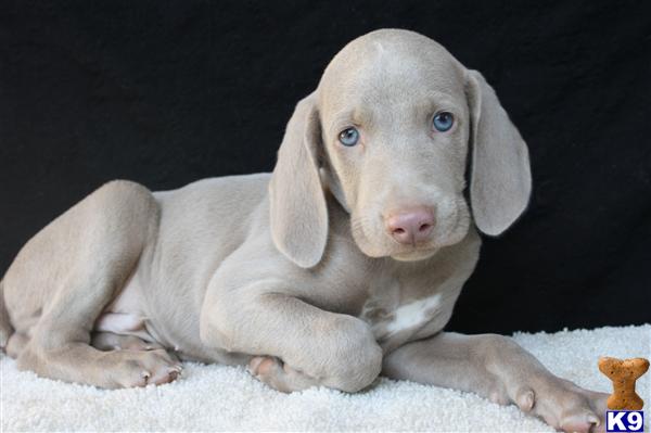 Weimaraner