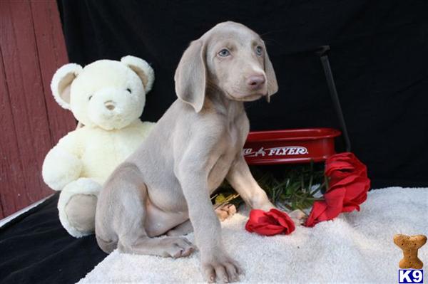 Weimaraner