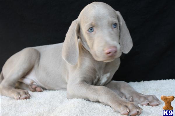 Weimaraner