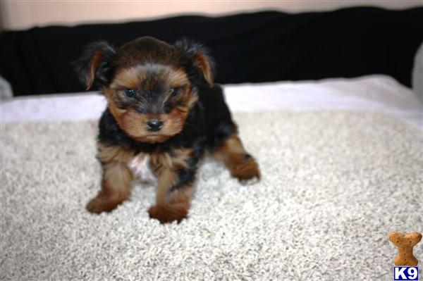 Yorkshire Terrier