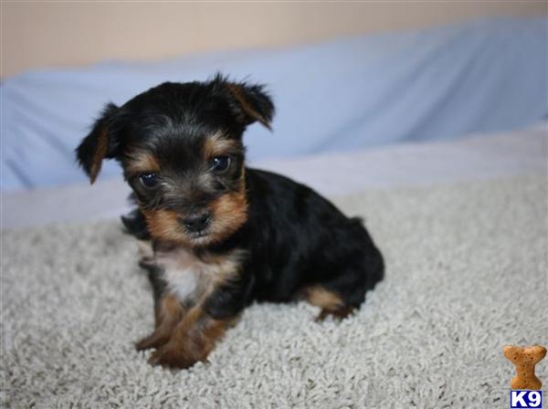 Yorkshire Terrier