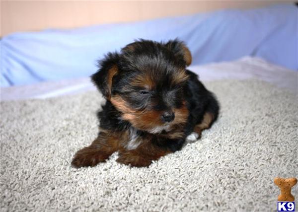 Yorkshire Terrier