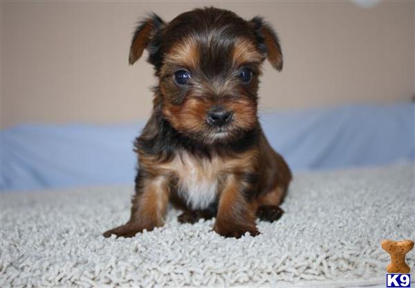 Yorkshire Terrier