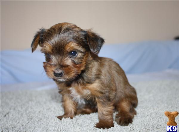 Yorkshire Terrier