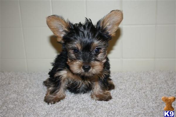 Yorkshire Terrier