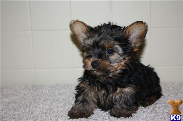 Yorkshire Terrier