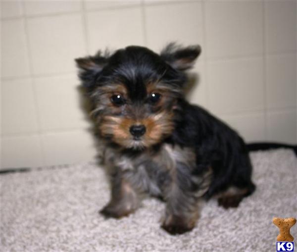 Yorkshire Terrier