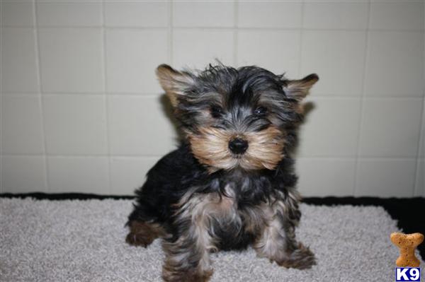 Yorkshire Terrier