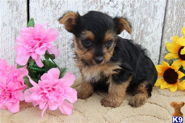 Yorkshire Terrier