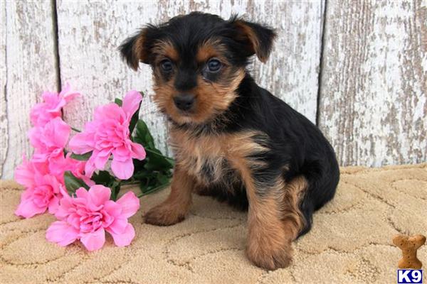 Yorkshire Terrier