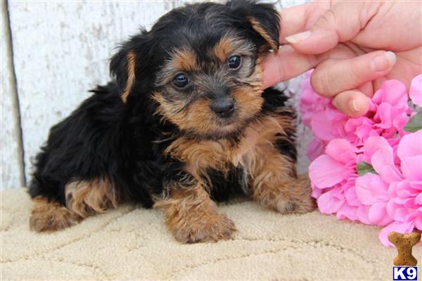 Yorkshire Terrier