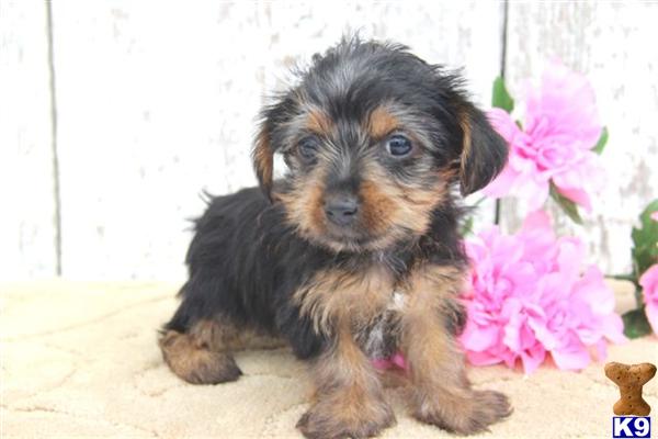 Yorkshire Terrier