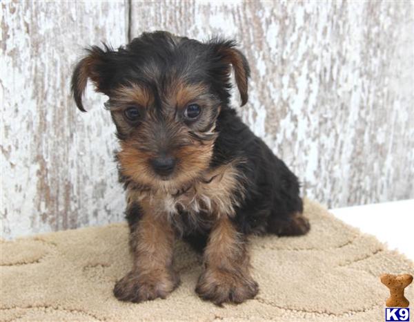 Yorkshire Terrier