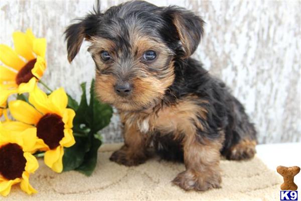 Yorkshire Terrier