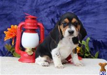 beagle puppy posted by rbowman472