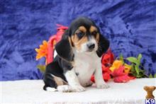 beagle puppy posted by rbowman472