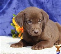 labrador retriever puppy posted by rbowman472