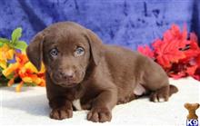 labrador retriever puppy posted by rbowman472