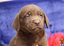 labrador retriever puppy posted by rbowman472