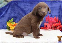 labrador retriever puppy posted by rbowman472