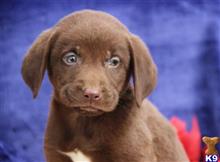labrador retriever puppy posted by rbowman472