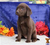 labrador retriever puppy posted by rbowman472