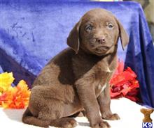 labrador retriever puppy posted by rbowman472