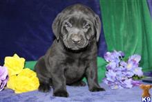 labrador retriever puppy posted by rbowman472