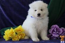 samoyed puppy posted by rbowman472