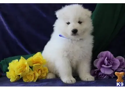 Samoyed