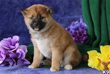shiba inu puppy posted by rbowman472