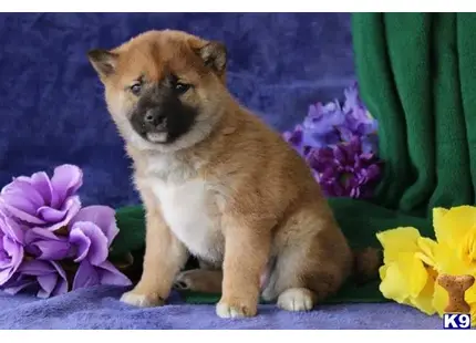 Bethany available Shiba Inu puppy located in NEW HOLLAND