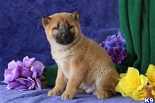 shiba inu puppy posted by rbowman472
