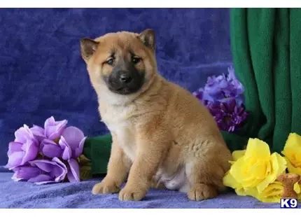 AUSTIN nz available Shiba Inu puppy located in NEW HOLLAND