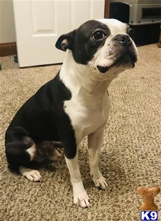 Boston Terrier stud dog