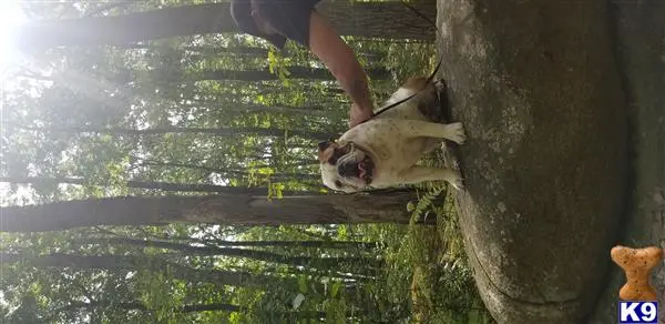 English Bulldog stud dog