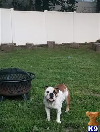 English Bulldog stud dog