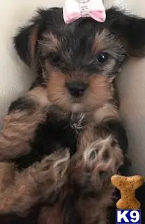 Yorkshire Terrier puppy for sale