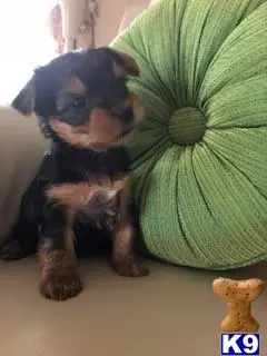 Yorkshire Terrier puppy for sale