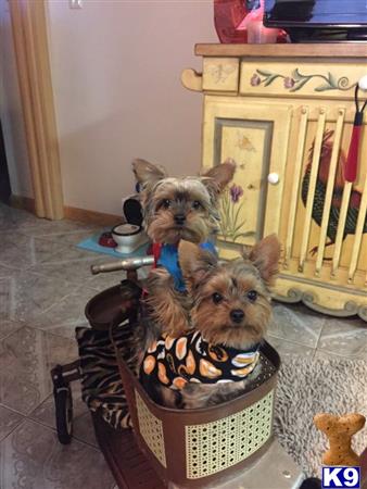 Yorkshire Terrier dog